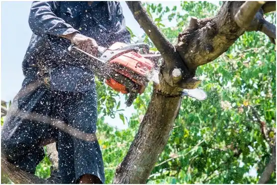 tree services Elizabethtown